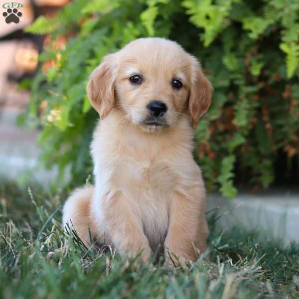 Lulu, Golden Retriever Puppy